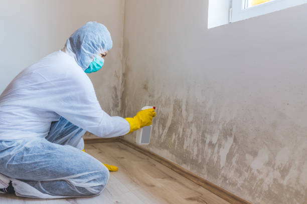 Licensed Mold Remediation service in Dublin, VA - WQB Mold Removal